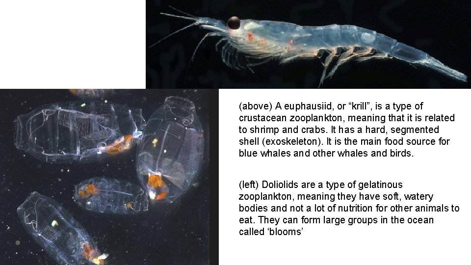 (above) A euphausiid, or “krill”, is a type of crustacean zooplankton, meaning that it