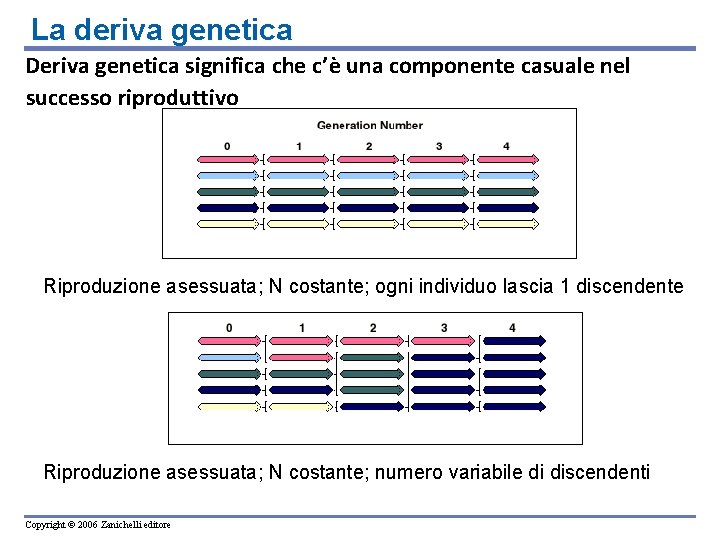 La deriva genetica Deriva genetica significa che c’è una componente casuale nel successo riproduttivo La deriva genetica Deriva genetica significa che c’è una componente casuale nel successo riproduttivo