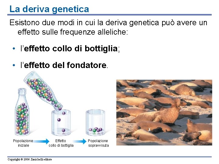 La deriva genetica Esistono due modi in cui la deriva genetica può avere un La deriva genetica Esistono due modi in cui la deriva genetica può avere un