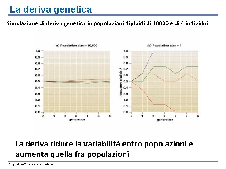 La deriva genetica Simulazione di deriva genetica in popolazioni diploidi di 10000 e di La deriva genetica Simulazione di deriva genetica in popolazioni diploidi di 10000 e di