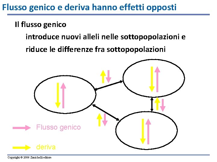 Flusso genico e deriva hanno effetti opposti Il flusso genico introduce nuovi alleli nelle Flusso genico e deriva hanno effetti opposti Il flusso genico introduce nuovi alleli nelle