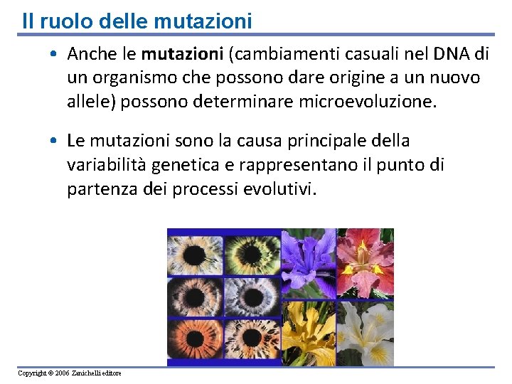 Il ruolo delle mutazioni • Anche le mutazioni (cambiamenti casuali nel DNA di un Il ruolo delle mutazioni • Anche le mutazioni (cambiamenti casuali nel DNA di un