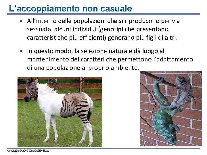 L’accoppiamento non casuale • All’interno delle popolazioni che si riproducono per via sessuata, alcuni L’accoppiamento non casuale • All’interno delle popolazioni che si riproducono per via sessuata, alcuni