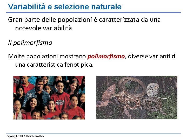 Variabilità e selezione naturale Gran parte delle popolazioni è caratterizzata da una notevole variabilità Variabilità e selezione naturale Gran parte delle popolazioni è caratterizzata da una notevole variabilità