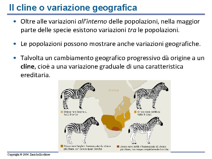 Il cline o variazione geografica • Oltre alle variazioni all’interno delle popolazioni, nella maggior Il cline o variazione geografica • Oltre alle variazioni all’interno delle popolazioni, nella maggior