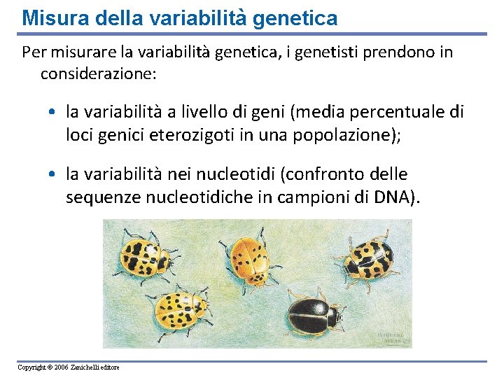 Misura della variabilità genetica Per misurare la variabilità genetica, i genetisti prendono in considerazione: Misura della variabilità genetica Per misurare la variabilità genetica, i genetisti prendono in considerazione: