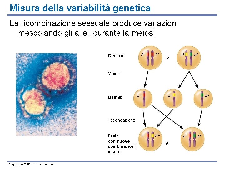 Misura della variabilità genetica La ricombinazione sessuale produce variazioni mescolando gli alleli durante la Misura della variabilità genetica La ricombinazione sessuale produce variazioni mescolando gli alleli durante la