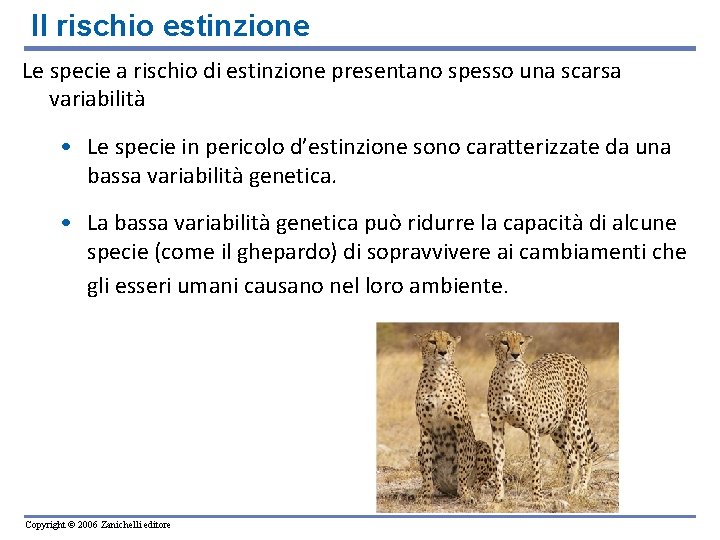Il rischio estinzione Le specie a rischio di estinzione presentano spesso una scarsa variabilità Il rischio estinzione Le specie a rischio di estinzione presentano spesso una scarsa variabilità