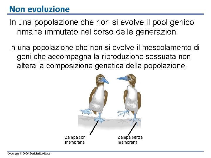 Non evoluzione In una popolazione che non si evolve il pool genico rimane immutato Non evoluzione In una popolazione che non si evolve il pool genico rimane immutato