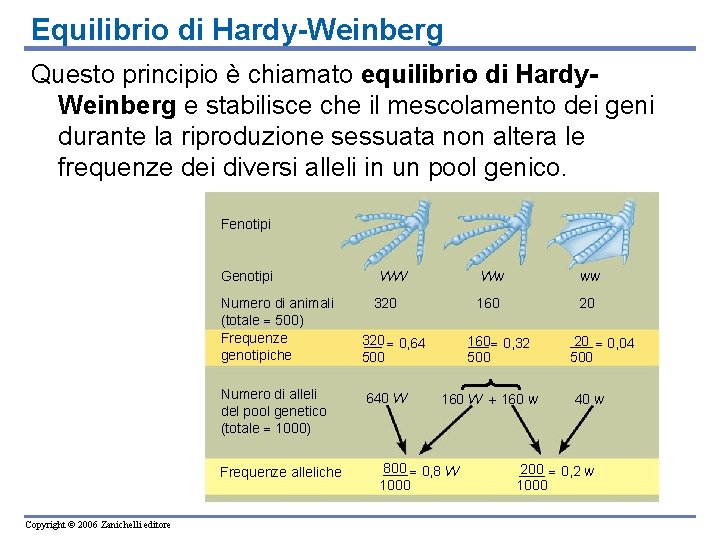 Equilibrio di Hardy-Weinberg Questo principio è chiamato equilibrio di Hardy. Weinberg e stabilisce che Equilibrio di Hardy-Weinberg Questo principio è chiamato equilibrio di Hardy. Weinberg e stabilisce che