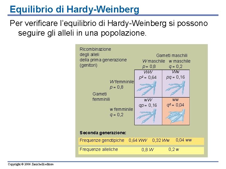 Equilibrio di Hardy-Weinberg Per verificare l’equilibrio di Hardy-Weinberg si possono seguire gli alleli in Equilibrio di Hardy-Weinberg Per verificare l’equilibrio di Hardy-Weinberg si possono seguire gli alleli in
