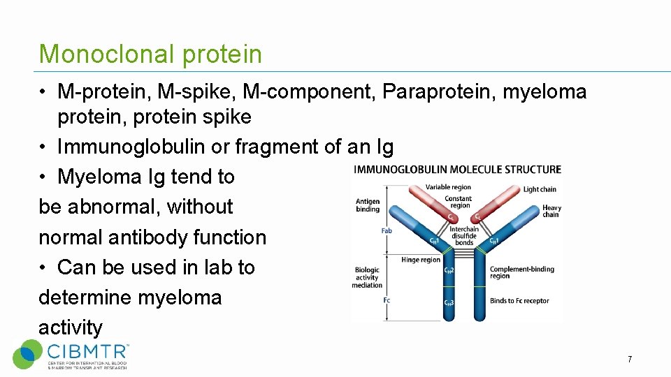 Monoclonal protein • M-protein, M-spike, M-component, Paraprotein, myeloma protein, protein spike • Immunoglobulin or Monoclonal protein • M-protein, M-spike, M-component, Paraprotein, myeloma protein, protein spike • Immunoglobulin or