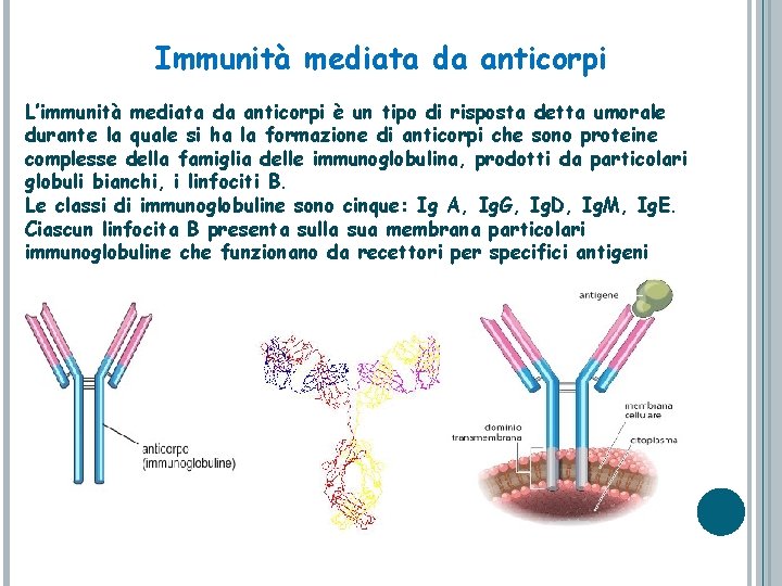 Immunità mediata da anticorpi L’immunità mediata da anticorpi è un tipo di risposta detta