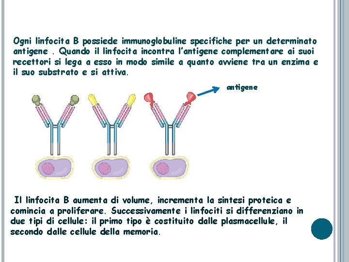 Ogni linfocita B possiede immunoglobuline specifiche per un determinato antigene. Quando il linfocita incontra