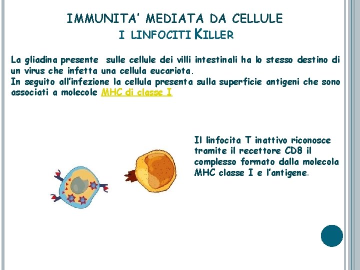 IMMUNITA’ MEDIATA DA CELLULE I LINFOCITI KILLER La gliadina presente sulle cellule dei villi