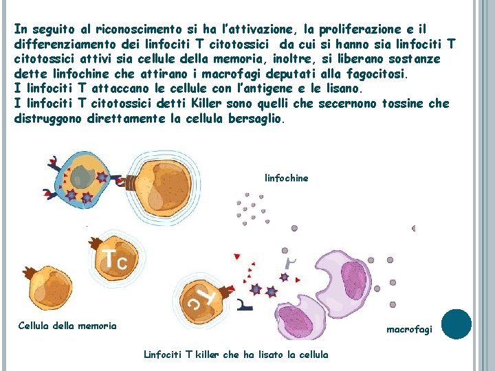 In seguito al riconoscimento si ha l’attivazione, la proliferazione e il differenziamento dei linfociti
