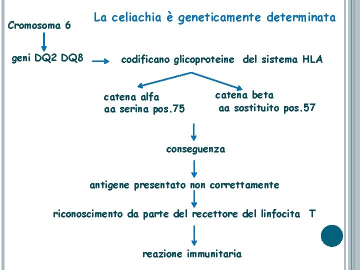 Cromosoma 6 geni DQ 2 DQ 8 La celiachia è geneticamente determinata codificano glicoproteine
