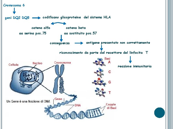 Cromosoma 6 geni DQ 2 DQ 8 codificano glicoproteine del sistema HLA catena alfa