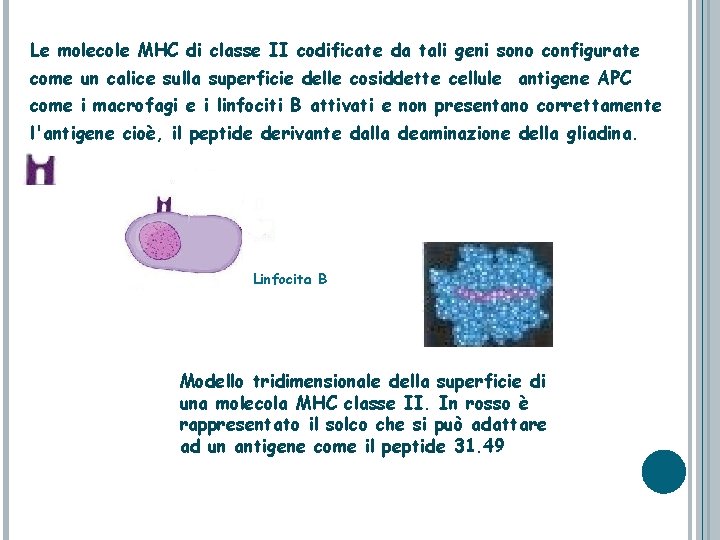 Le molecole MHC di classe II codificate da tali geni sono configurate come un
