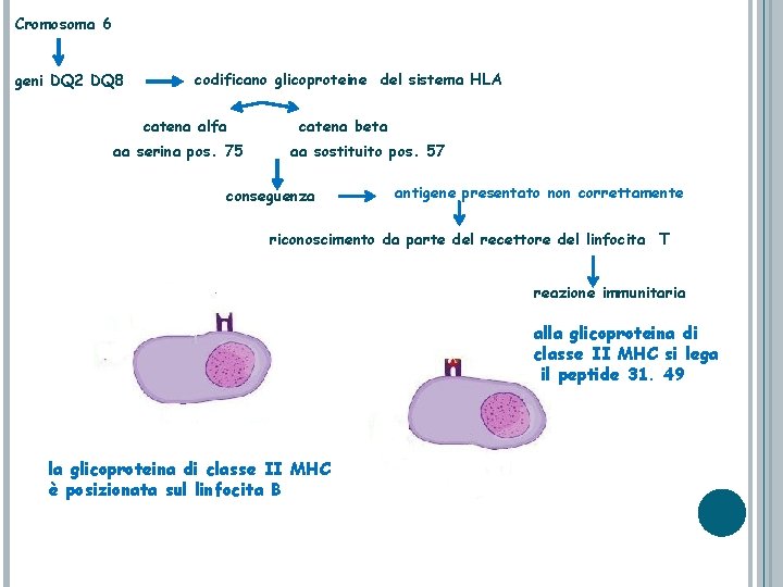Cromosoma 6 geni DQ 2 DQ 8 codificano glicoproteine del sistema HLA catena alfa