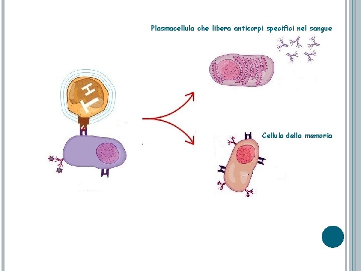 Plasmacellula che libera anticorpi specifici nel sangue Cellula della memoria 
