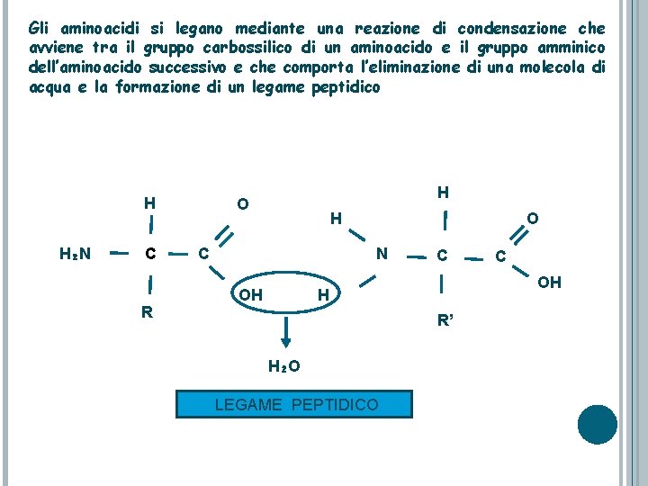 Gli aminoacidi si legano mediante una reazione di condensazione che avviene tra il gruppo