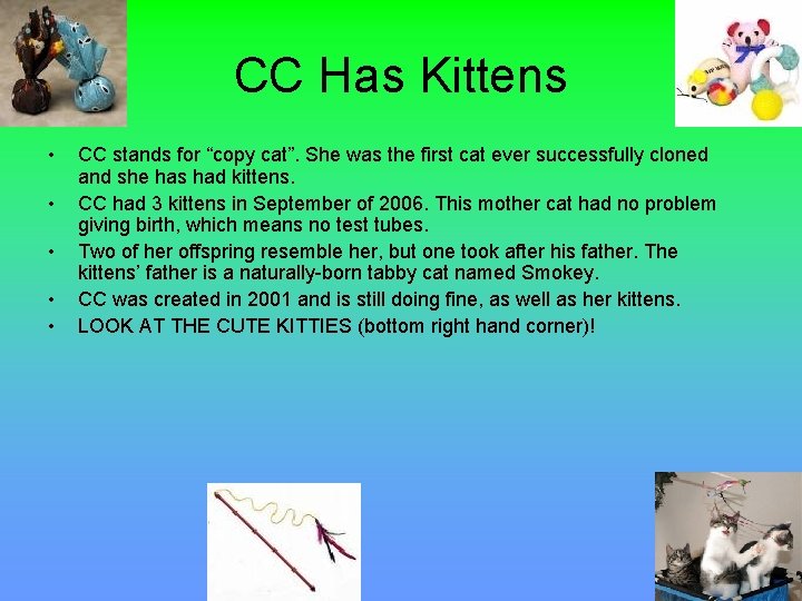 CC Has Kittens • • • CC stands for “copy cat”. She was the