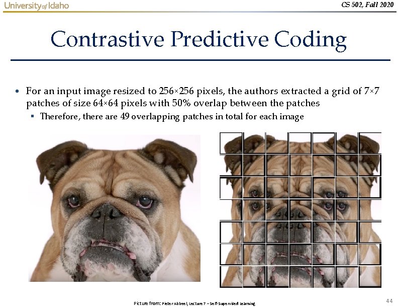 CS 502, Fall 2020 Contrastive Predictive Coding • For an input image resized to