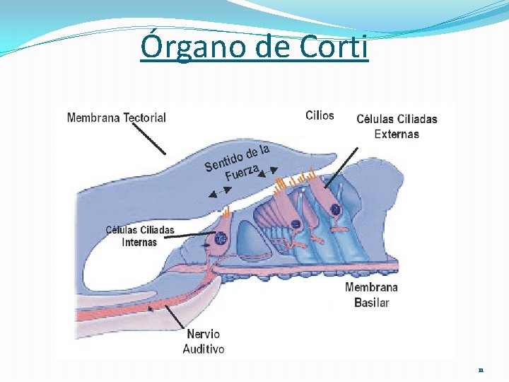 Órgano de Corti 11 