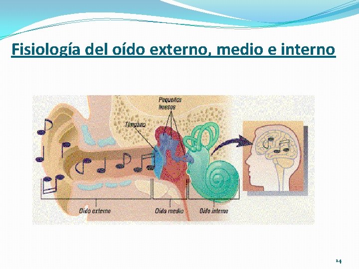 Fisiología del oído externo, medio e interno 14 
