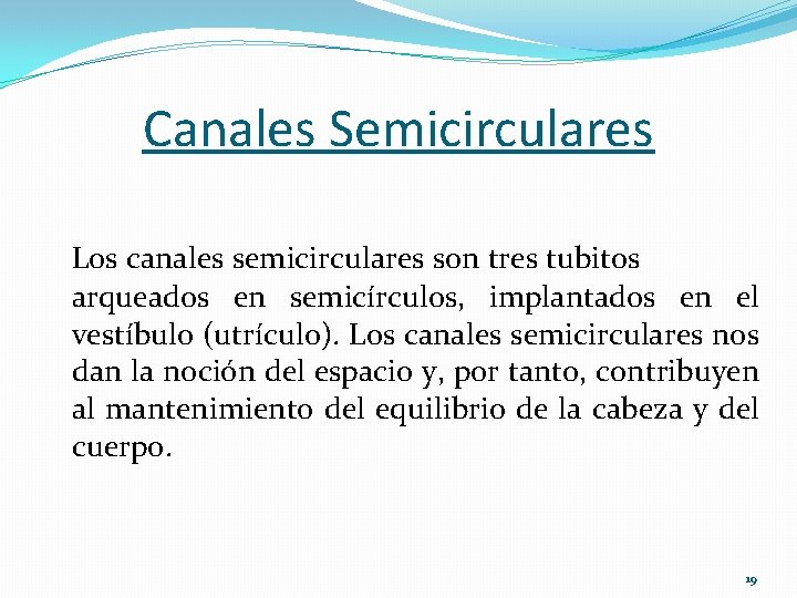 Canales Semicirculares Los canales semicirculares son tres tubitos arqueados en semicírculos, implantados en el
