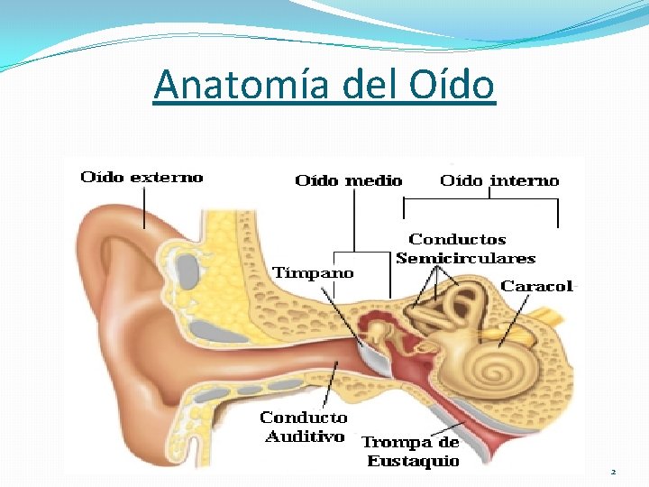 Anatomía del Oído 2 