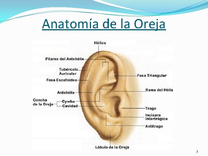 Anatomía de la Oreja 3 