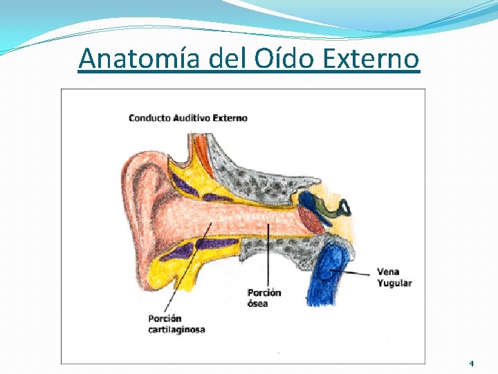 Anatomía del Oído Externo 4 