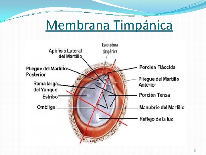 Membrana Timpánica 5 