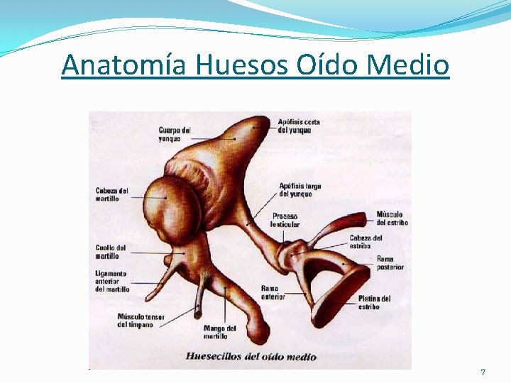 Anatomía Huesos Oído Medio 7 
