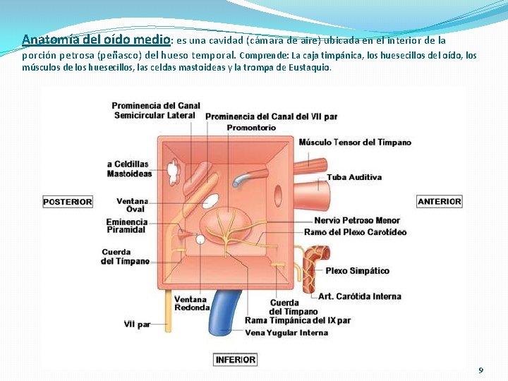 Anatomía del oído medio: es una cavidad (cámara de aire) ubicada en el interior