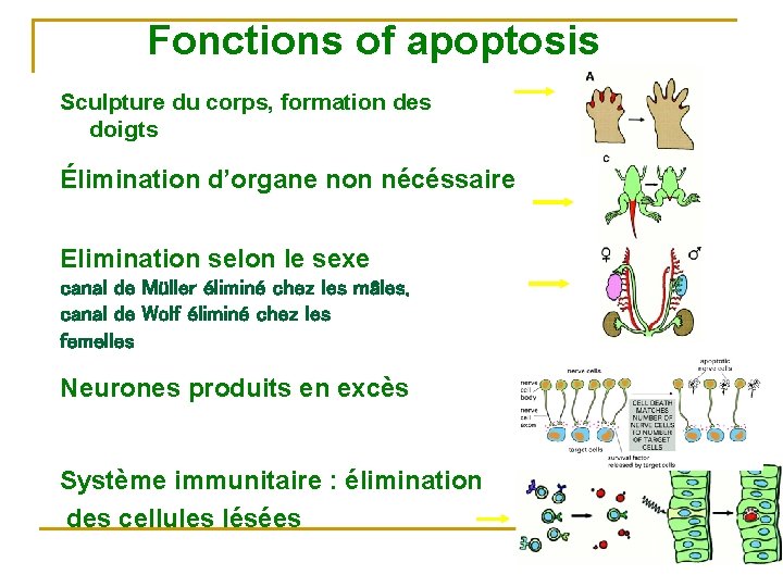 Fonctions of apoptosis Sculpture du corps, formation des doigts Élimination d’organe non nécéssaire Elimination