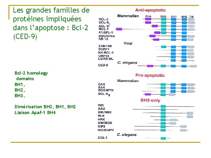 Les grandes familles de protéines impliquées dans l’apoptose : Bcl-2 (CED-9) Bcl-2 homology domains
