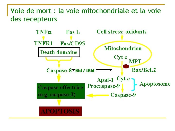 Voie de mort : la voie mitochondriale et la voie des recepteurs TNFa Fas