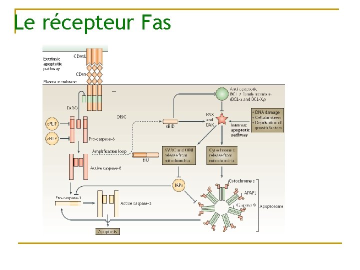 Le récepteur Fas 