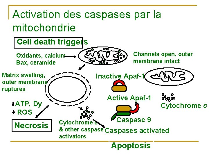 Activation des caspases par la mitochondrie Cell death triggers Oxidants, calcium Bax, ceramide Matrix