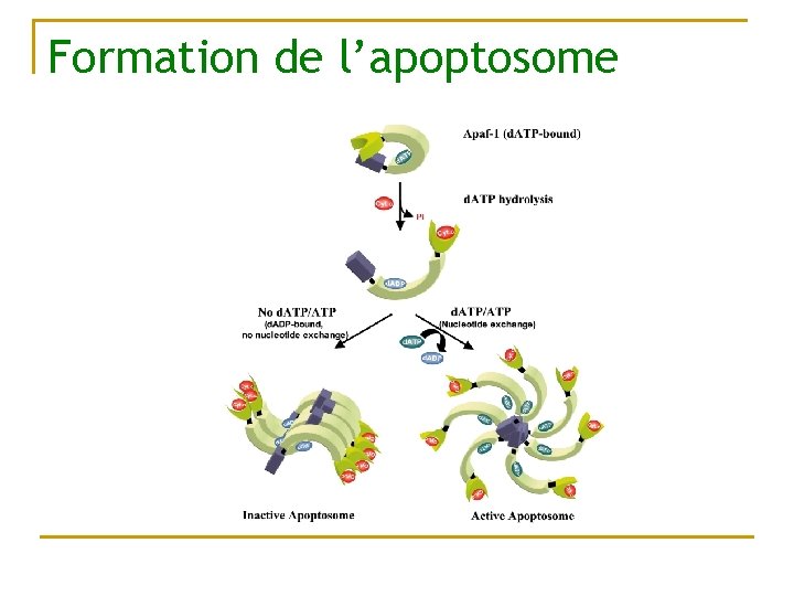 Formation de l’apoptosome 