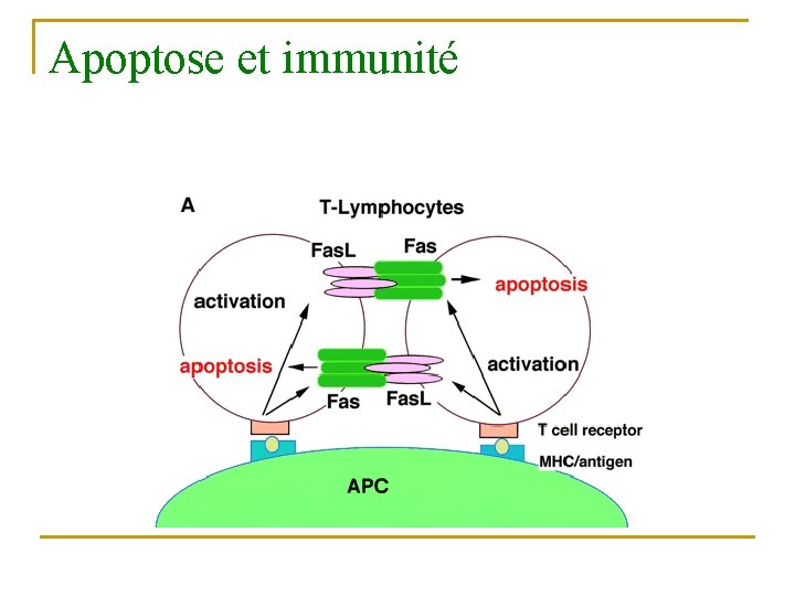 Apoptose et immunité 