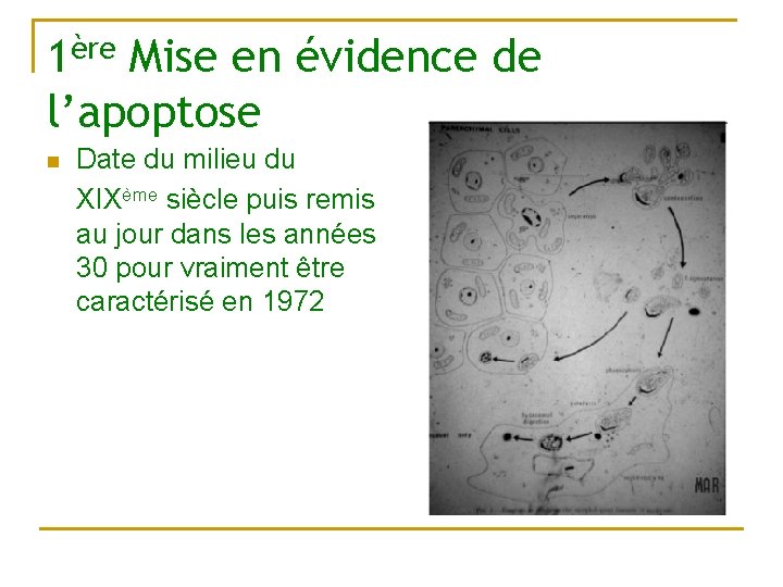 1ère Mise en évidence de l’apoptose n Date du milieu du XIXème siècle puis