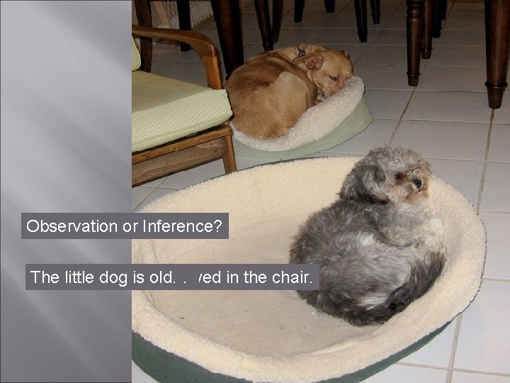 Observation or Inference? There The dogs big little are is dog are two chair