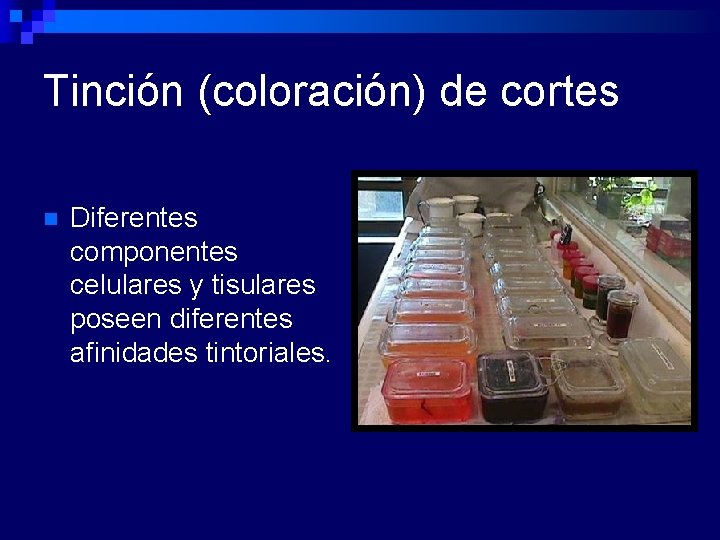 Tinción (coloración) de cortes n Diferentes componentes celulares y tisulares poseen diferentes afinidades tintoriales.