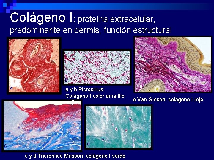 Colágeno I: proteína extracelular, predominante en dermis, función estructural bb a c a y