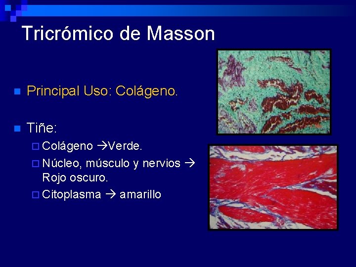 Tricrómico de Masson n Principal Uso: Colágeno. n Tiñe: ¨ Colágeno Verde. ¨ Núcleo,