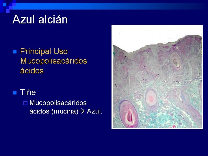 Azul alcián n Principal Uso: Mucopolisacáridos ácidos n Tiñe ¨ Mucopolisacáridos ácidos (mucina) Azul.